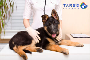 clinica veterinaria anti estrés petfriendly