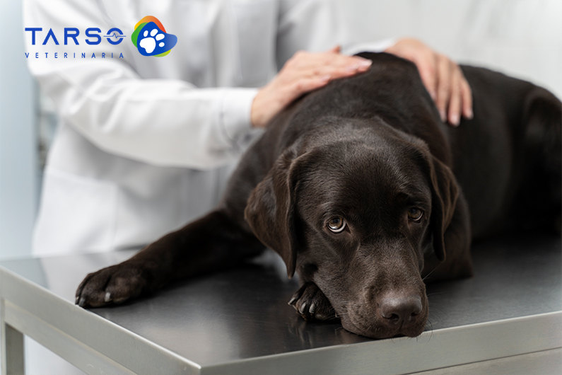 en perros: síntomas y tratamiento - Tarso